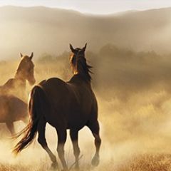 Кухонный фартук Фауна 032 МДФ матовый (3000) Fauna в Лесном - lesnoy.mebel24.online | фото
