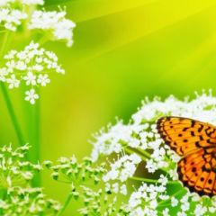Кухонный фартук Фауна 036 МДФ матовый (3000) Fauna в Лесном - lesnoy.mebel24.online | фото