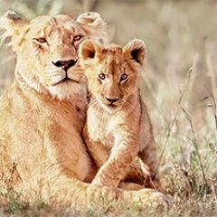 Кухонный фартук Фауна 042 МДФ матовый (3000) Fauna в Лесном - lesnoy.mebel24.online | фото