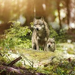 Кухонный фартук Фауна 047 МДФ матовый (3000) Fauna в Лесном - lesnoy.mebel24.online | фото