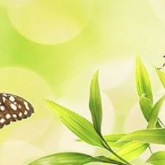 Кухонный фартук Цветы 028 МДФ матовый (3000) Flowers в Лесном - lesnoy.mebel24.online | фото