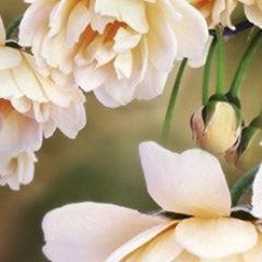 Кухонный фартук Цветы 066 МДФ матовый (3000) Flowers в Лесном - lesnoy.mebel24.online | фото