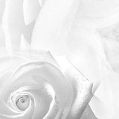 Кухонный фартук Цветы 217 МДФ матовый (3000) Flowers в Лесном - lesnoy.mebel24.online | фото