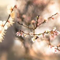 Кухонный фартук Цветы 317 МДФ матовый (3000) Flowers в Лесном - lesnoy.mebel24.online | фото