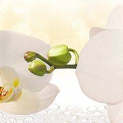 Кухонный фартук Цветы 328 МДФ матовый (3000) Flowers в Лесном - lesnoy.mebel24.online | фото